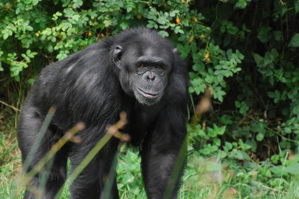 Chimpansee op zoek op fotograaf — Stockfoto