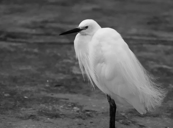 Pequeno egret retrato — Fotografia de Stock