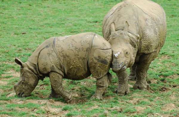 Rinoceronte e vitelo — Fotografia de Stock