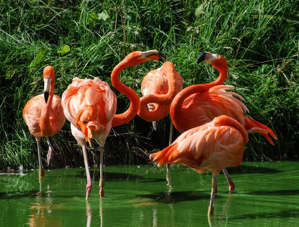 Καταπολέμηση των ρόδινων Flamingoes — Φωτογραφία Αρχείου