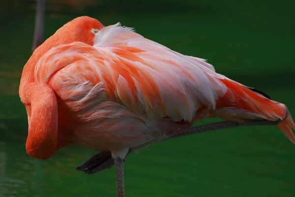 Flamingo rosa adormecido — Fotografia de Stock