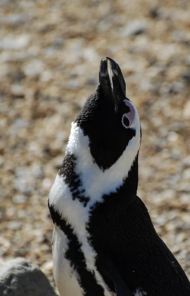 African Penguin calling — Stock Photo, Image