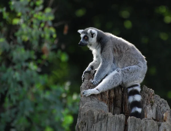 Vergadering Ring staart Lemur — Stockfoto
