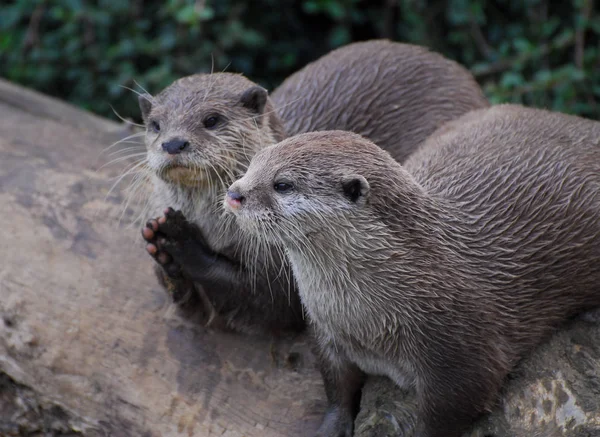 Two Playing Otters — Stock Photo, Image