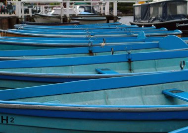 Mavi kürekli tekneler