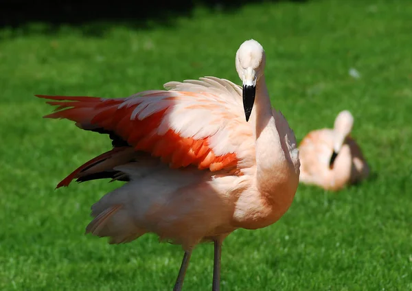 Şili Flamingo 1 — Stok fotoğraf