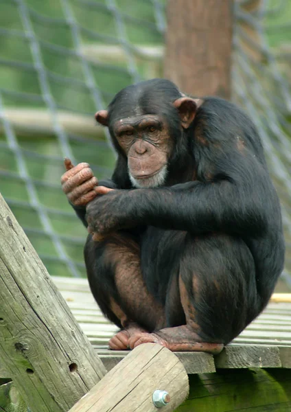 Portret szympansa — Zdjęcie stockowe