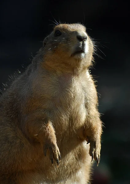 Portrait de marmotte mignon — Photo