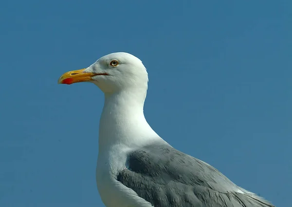 Portrait of a Herring Gull 1 — Stock Photo, Image