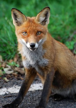 Vahşi kızıl tilki