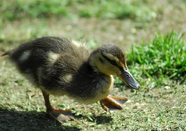 Retrato de un patito Mallard — Foto de Stock