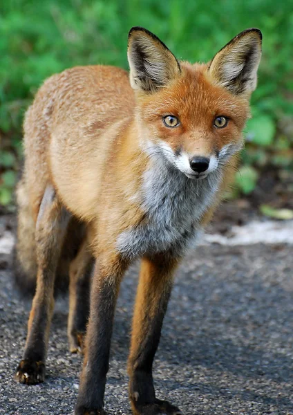 Retrato de un zorro rojo —  Fotos de Stock