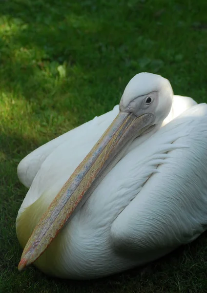 Retrato de um pelicano branco — Fotografia de Stock
