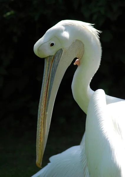 Retrato de um pelicano branco — Fotografia de Stock