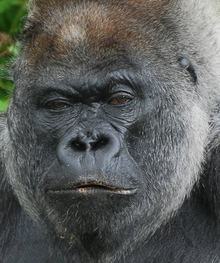 Moody görünümlü goril