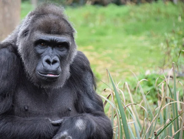 Westelijke Lowland Gorilla — Stockfoto