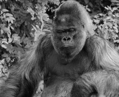 Batı ova kamera için poz goril