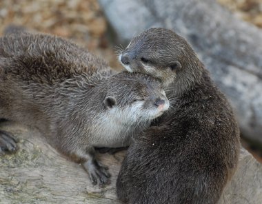 Bir su samuru sarılmak portresi