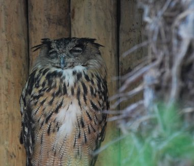 Uyuyan bir baykuş portresi