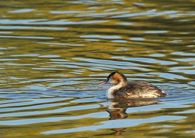 büyük tepeli batağan