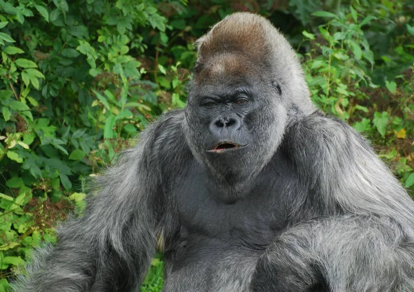 Western låglandsgorilla poserar för kameran — Stockfoto