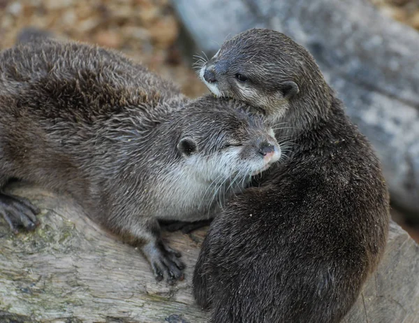 A pair of Otters nuzzling together on a log — Stock Photo, Image