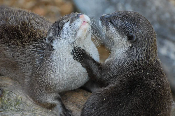 Otters grooming eaach other — Stock Photo, Image