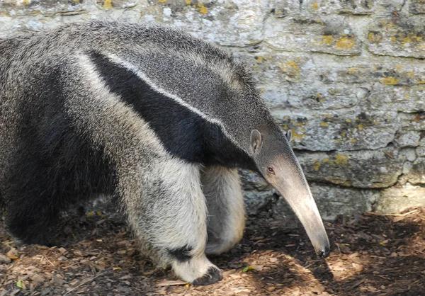 En jätte anteater promenader i brokig solljus — Stockfoto