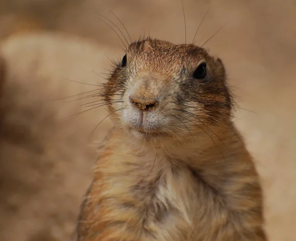 Portrait en gros plan d'une marmotte insolite — Photo