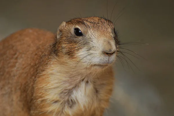 Portrait en gros plan d'une marmotte insolite — Photo