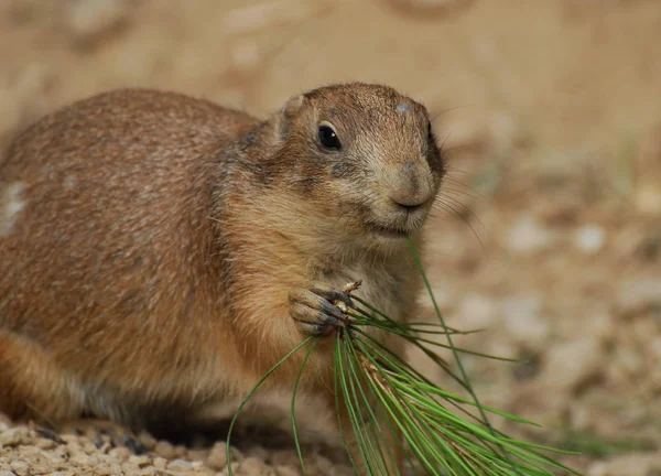 Marmotte ringarde mangeant un brin de feuilles vertes — Photo