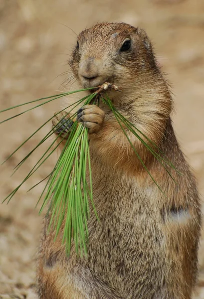 Marmotte ringarde mangeant un brin de feuilles vertes — Photo