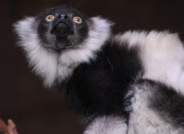 Portrét ruffed lemur je krásná černá a bílá — Stock fotografie