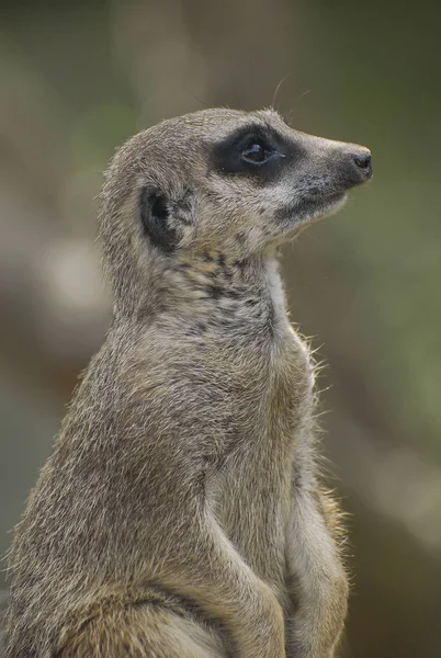 Portret van een meerkat — Stockfoto