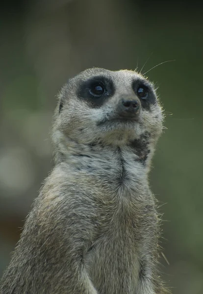 Meerkat parece bonito — Fotografia de Stock