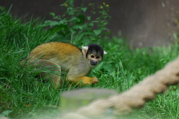 Portrait of a Marmoset — Stock Photo, Image