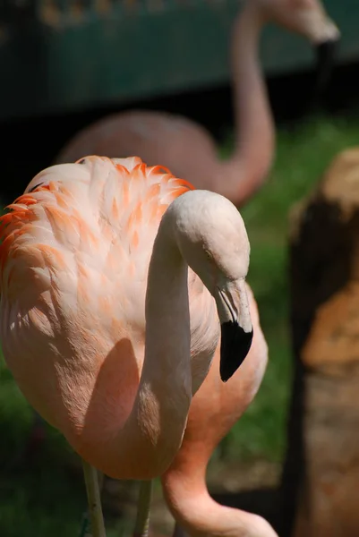 Retrato de um flamingo — Fotografia de Stock