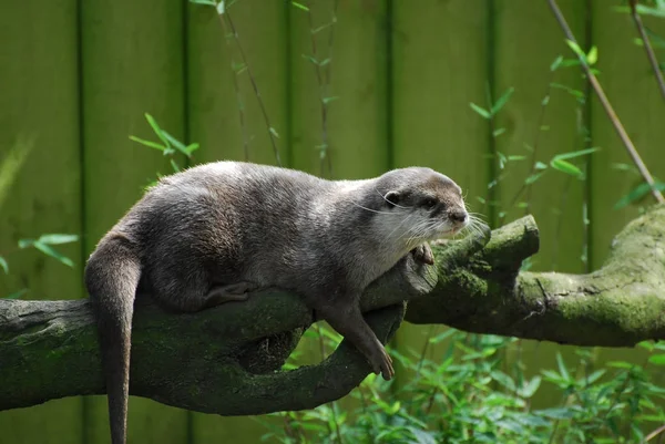 Otter acechando en una rama — Foto de Stock