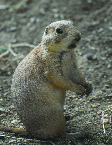 Portrait insolent d'une marmotte — Photo