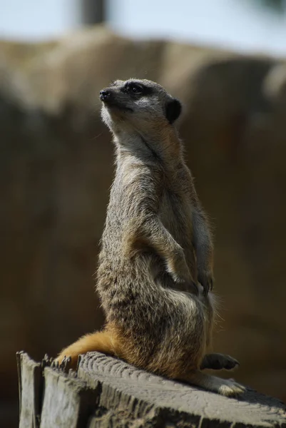 Meerkat olhando para cima — Fotografia de Stock