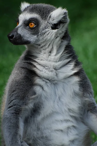 Ring Tailed Lemur looking — Stock Photo, Image