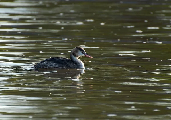 Gran Grebe Crestado —  Fotos de Stock