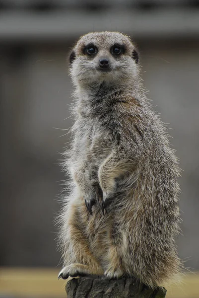 Portrait of a Meerkat posing — Stock Photo, Image