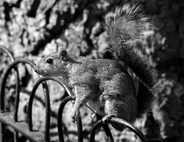 Ardilla en la valla del parque — Foto de Stock