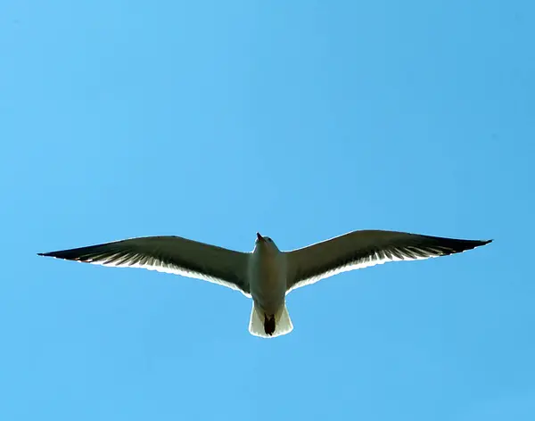Frajer na skrzydle — Zdjęcie stockowe