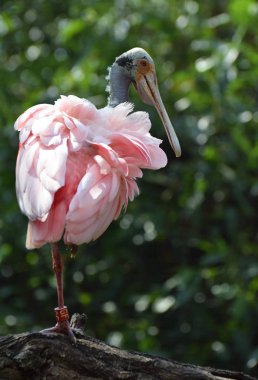 Rosate Spoonbill