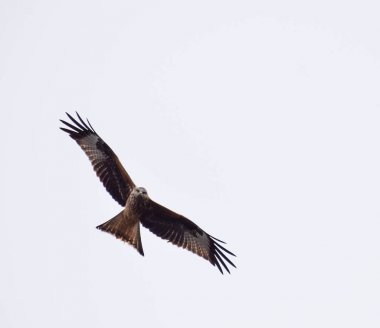 Kırmızı uçurtma kanat