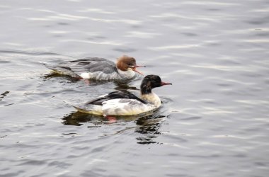 ortak merganser