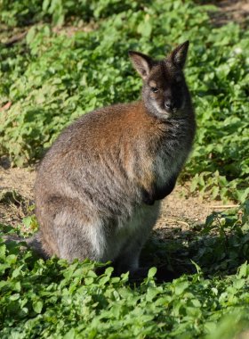 Kızıl boyunlu kanguru