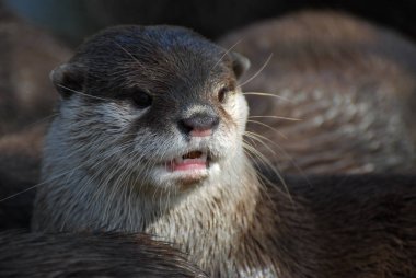 Onun ağzı açık su samuru portresi kapatın